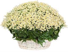 Цветочная композиция из Ромашки в корзине #REPLACE_PRED# Богдановиче Свердловская область